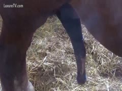 One minute of horse 10 pounder hanging around